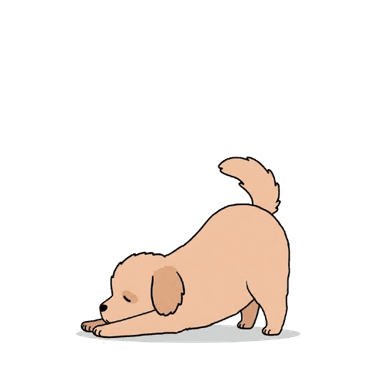 Yoga Dog