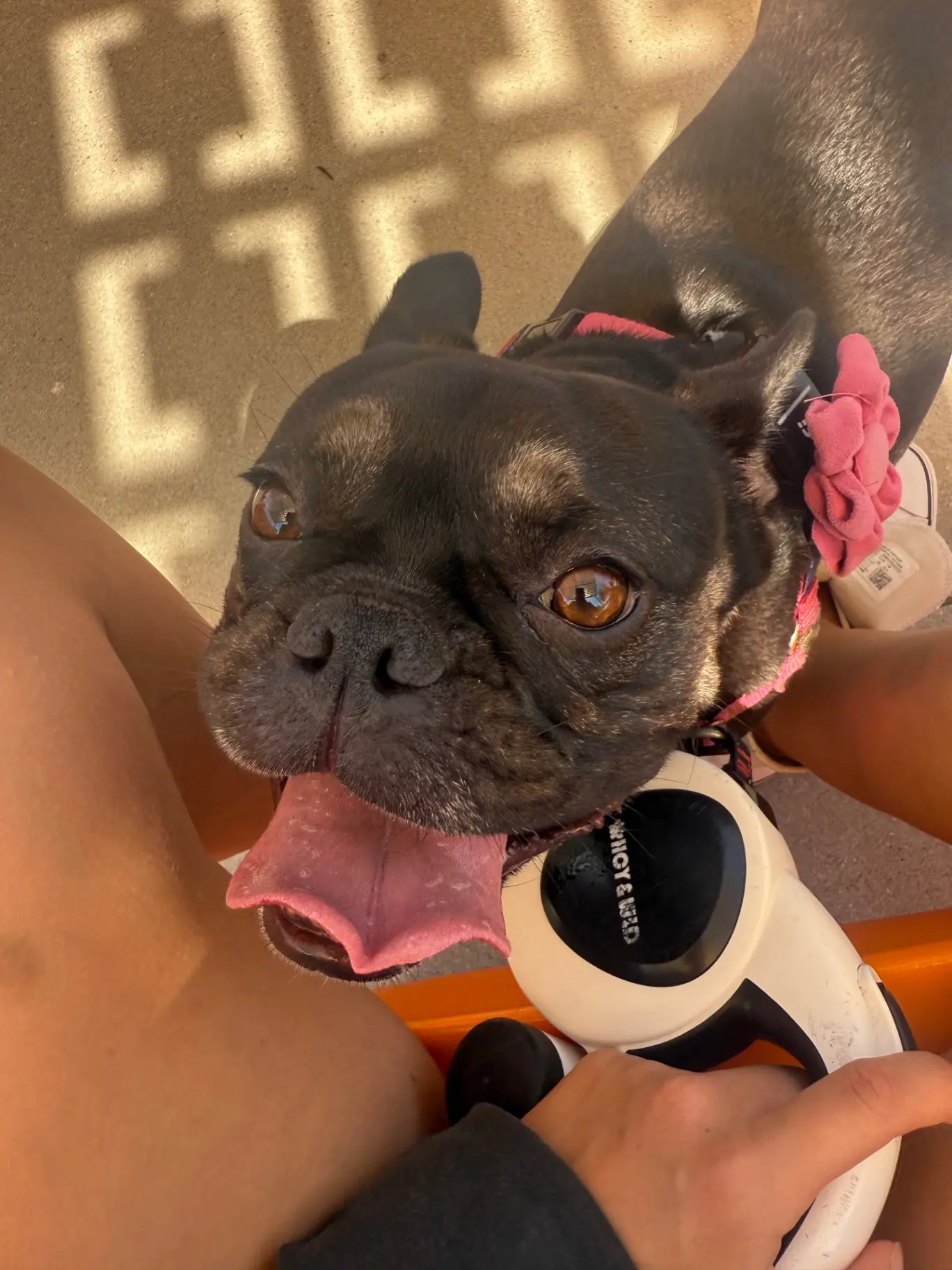 upload 1765836726684