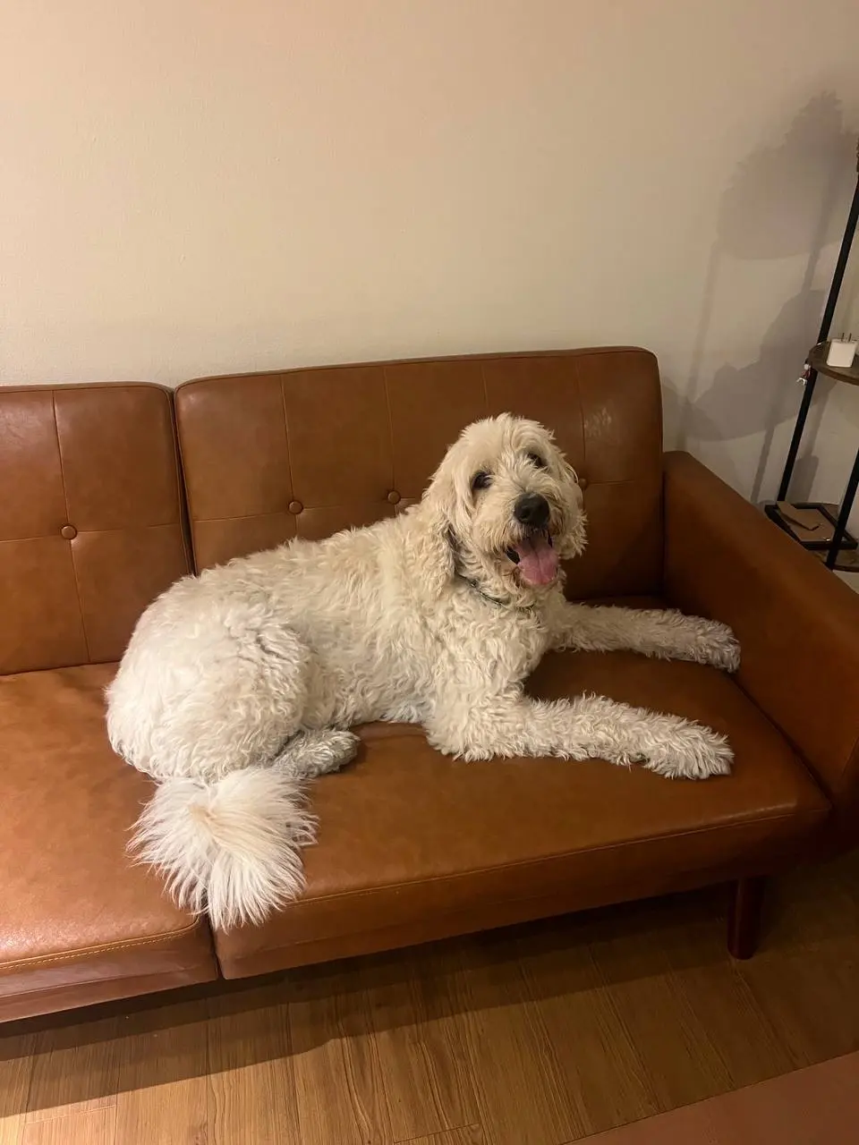 upload 1765836833731