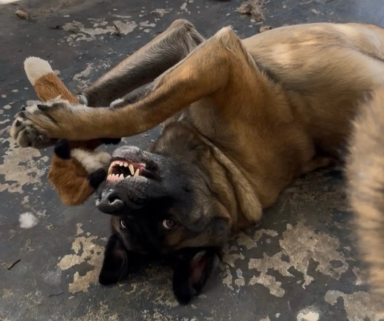 upload 1773361103752